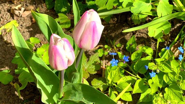 24. April 2021. Tulpen im Park. Bleibt gesund!