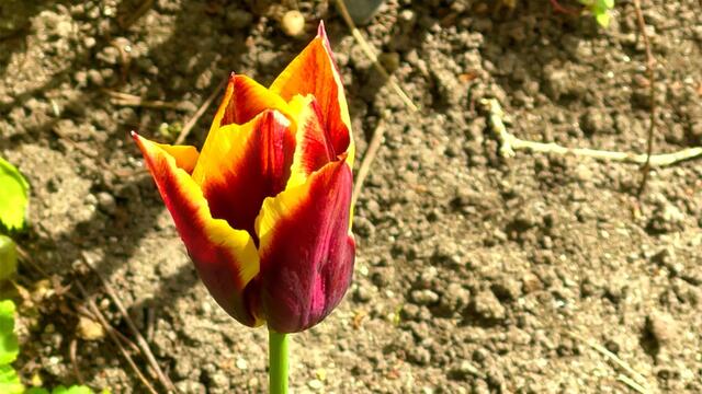 24. April 2021. Tulpen im Park. Bleibt gesund!