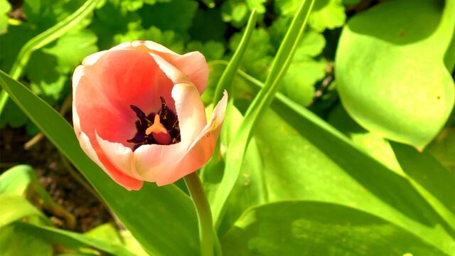 24. April 2021. Tulpen im Park. Bleibt gesund!