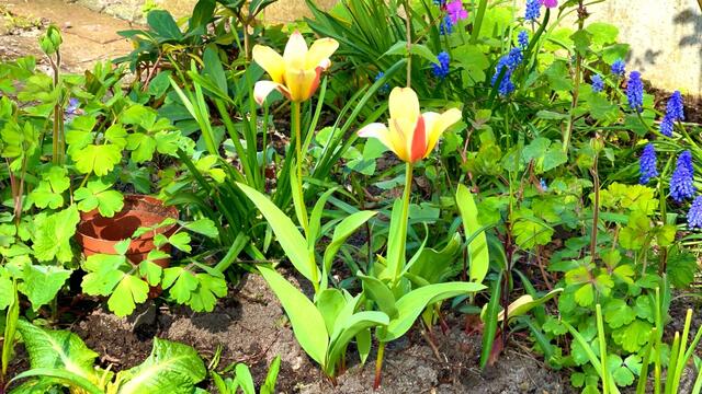 24. April 2021. Tulpen im Park. Bleibt gesund!