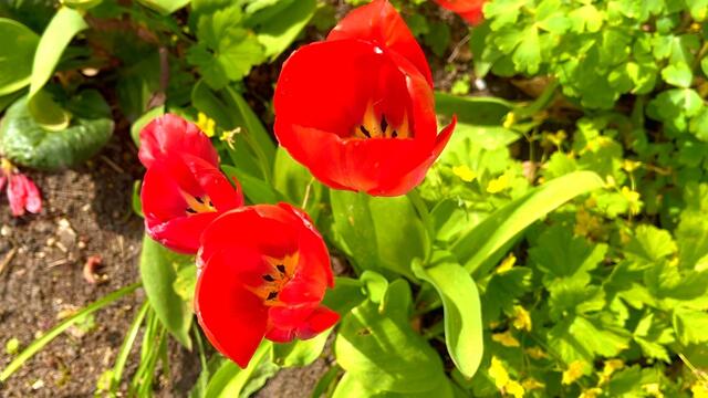 24. April 2021. Tulpen im Park. Bleibt gesund!