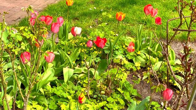 24. April 2021. Tulpen im Park. Bleibt gesund!