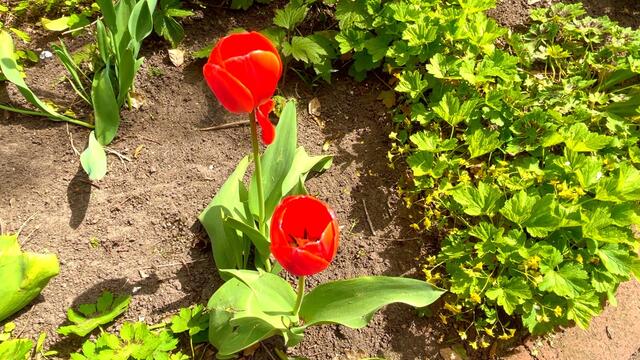 24. April 2021. Tulpen im Park. Bleibt gesund!