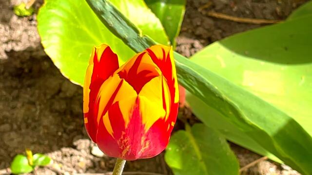 24. April 2021. Tulpen im Park. Bleibt gesund!