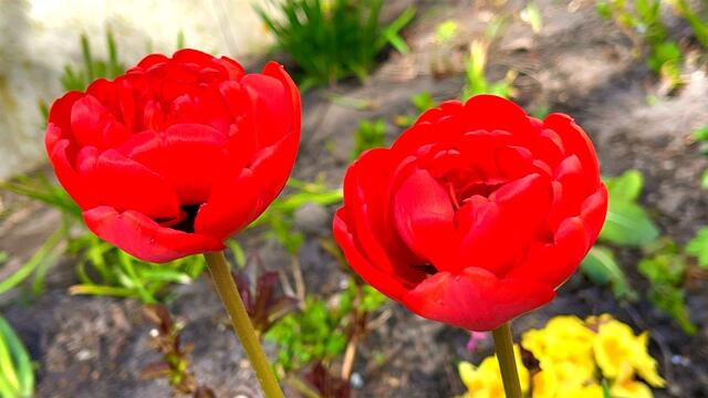 24. April 2021. Tulpen im Park. Bleibt gesund!