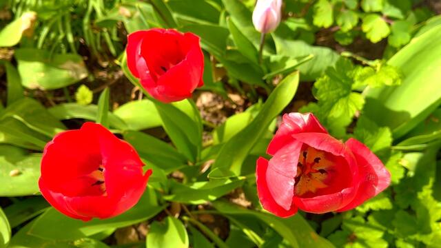24. April 2021. Tulpen im Park. Bleibt gesund!