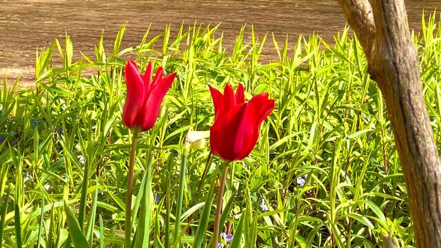 24. April 2021. Tulpen im Park. Bleibt gesund!