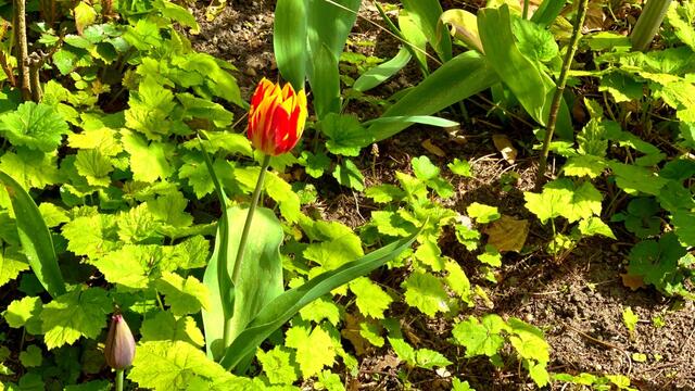 24. April 2021. Tulpen im Park. Bleibt gesund!