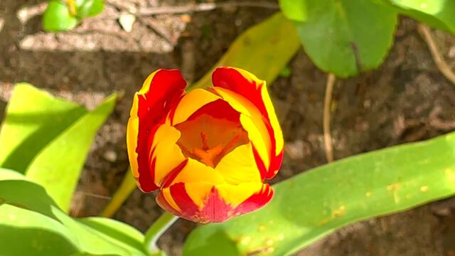24. April 2021. Tulpen im Park. Bleibt gesund!