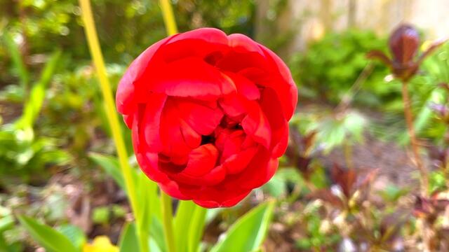 24. April 2021. Tulpen im Park. Bleibt gesund!