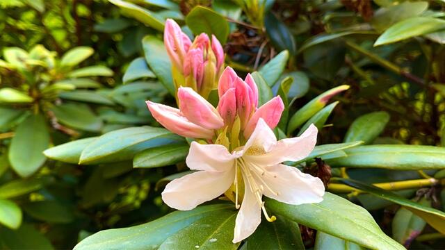 25. April.2021. Im Park. Rhododendron. Bleibt gesund!