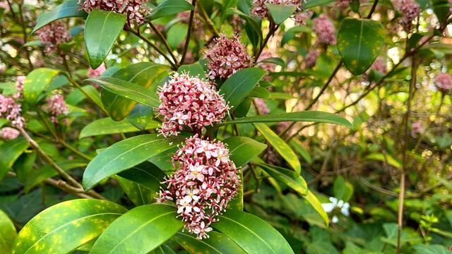 25. April 2021. Im Park. Skimmia japonica. Bleibt gesund!