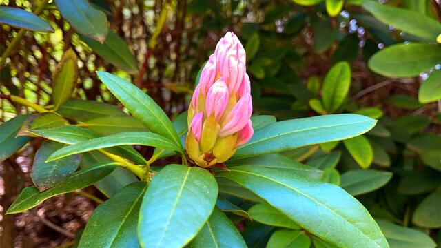 25. April.2021. Im Park. Rhododendron. Bleibt gesund!