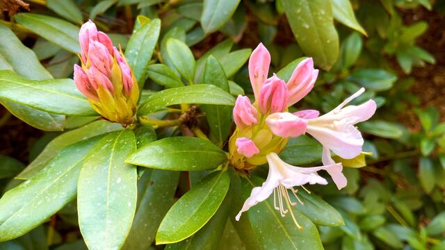 25. April.2021. Im Park. Rhododendron. Bleibt gesund!
