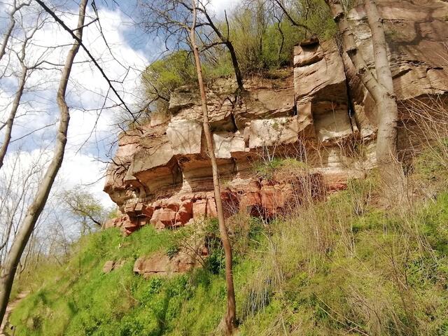 O'Brian immer vorneweg - Wanderung durch den Sandsteinbruch Nebra am 25.4.2021 !