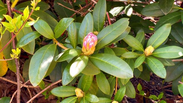 25. April.2021. Im Park. Rhododendron. Bleibt gesund!