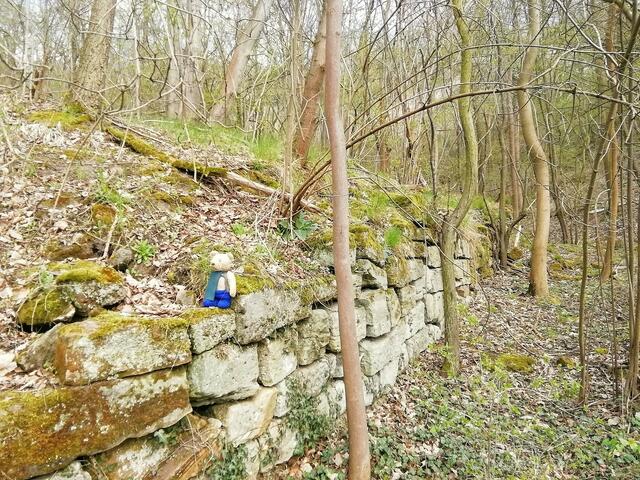 O'Brian immer vorneweg - Wanderung durch den Sandsteinbruch Nebra am 25.4.2021 !