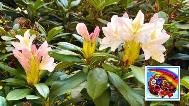 25. April.2021. Im Park. Rhododendron. Bleibt gesund!