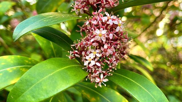 25. April 2021. Im Park. Skimmia japonica. Bleibt gesund!