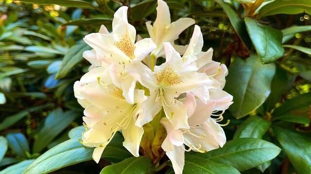25. April.2021. Im Park. Rhododendron. Bleibt gesund!