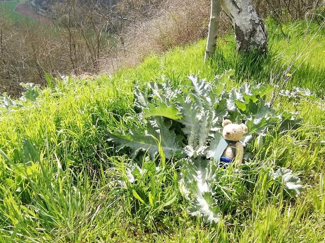 O'Brian immer vorneweg - Wanderung durch den Sandsteinbruch Nebra am 25.4.2021 !