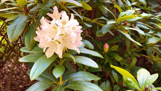 25. April.2021. Im Park. Rhododendron. Bleibt gesund!