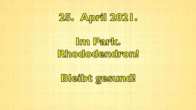 25. April.2021. Im Park. Rhododendron. Bleibt gesund!