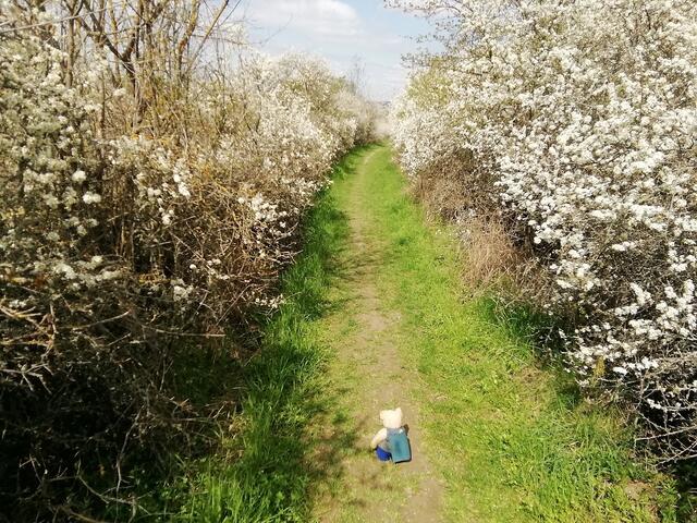 O'Brian immer vorneweg - Wanderung durch den Sandsteinbruch Nebra am 25.4.2021 !