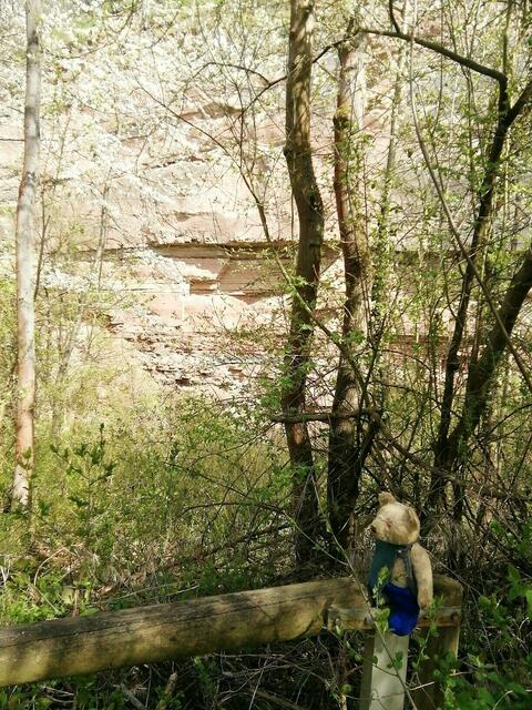 O'Brian immer vorneweg - Wanderung durch den Sandsteinbruch Nebra am 25.4.2021 !