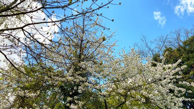 25. April.2021. Im Park. Der Himmel über dem Park. Bleibt gesund!