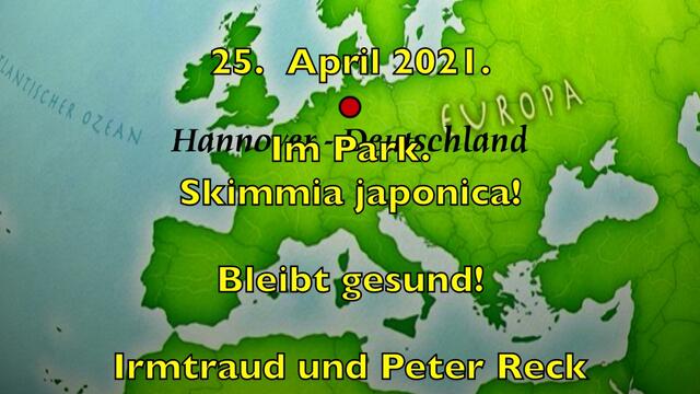 25. April 2021. Im Park. Skimmia japonica. Bleibt gesund!