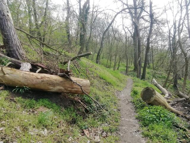 Der Weg ist frei  /  O'Brian immer vorneweg - Wanderung durch den Sandsteinbruch Nebra am 25.4.2021 !