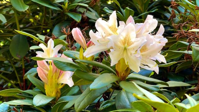 25. April.2021. Im Park. Rhododendron. Bleibt gesund!