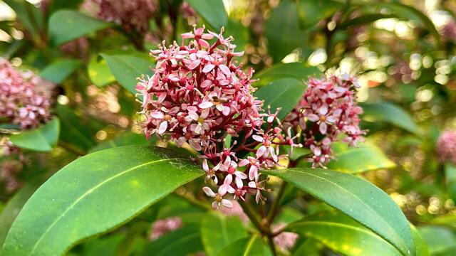 25. April 2021. Im Park. Skimmia japonica. Bleibt gesund!