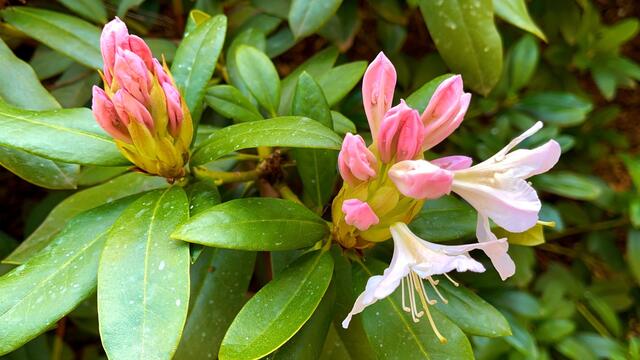 25. April.2021. Im Park. Rhododendron. Bleibt gesund!