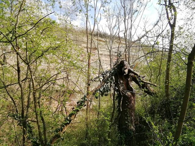 O'Brian immer vorneweg - Wanderung durch den Sandsteinbruch Nebra am 25.4.2021 !