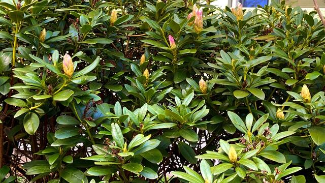 25. April.2021. Im Park. Rhododendron. Bleibt gesund!
