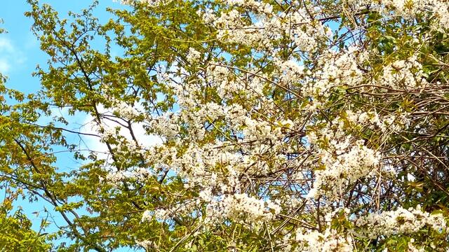 25. April.2021. Im Park. Der Himmel über dem Park. Bleibt gesund!