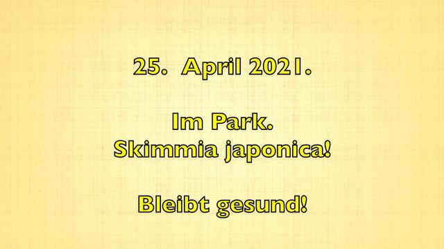 25. April 2021. Im Park. Skimmia japonica. Bleibt gesund!