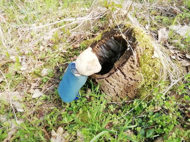 Wer wohnt denn da / O'Brian immer vorneweg - Wanderung durch den Sandsteinbruch Nebra am 25.4.2021 !