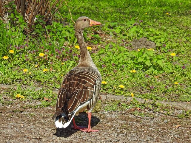 Doch es geht noch einmal zum Rundweg zurück. Vielleicht will die Gans ja nur wissen wie der große Park hinter den Büschen aussieht.