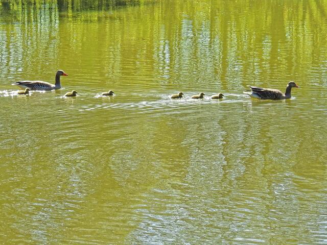 Oh gibt es das denn wirklich! Hier kommt die 2. Familie, Familie "Sechs" !!!!!!
