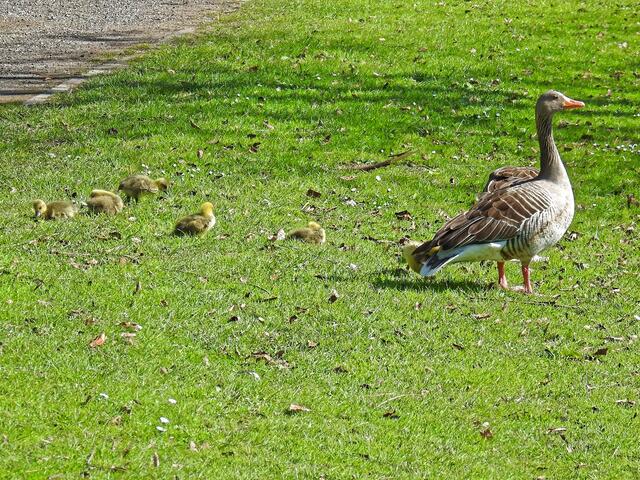 Alle Küken sind gut bewacht durch die aufmerksamen Eltern. Einige fallen etwas müde ins Gras!