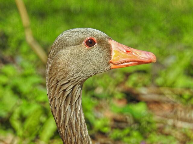 Leider kann der Fotograf nur vermuten, was die Gans wirklich will!