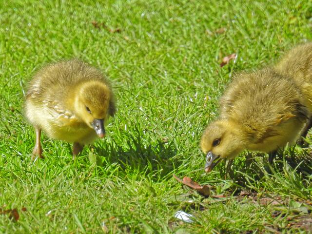 Die Kleinen sind ja zum Piepen. Nein sie piepen nicht, sonder zupfen ganz leise und sehr konzentriert am frischen Gras.