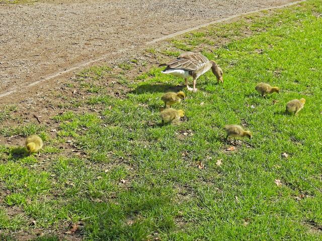 Ganz langsam geht es wieder vom Weg weg in Richtung Teich