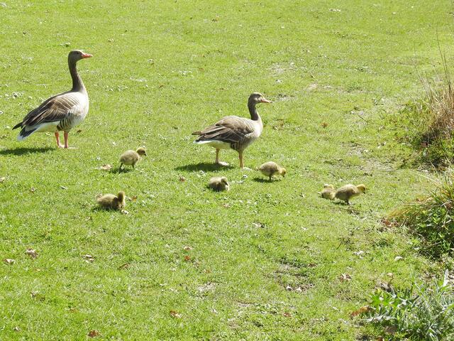 Hier sammelt sich nun Familie "Sechs" um gleich wieder auf dem Teich davon zu schwimmen