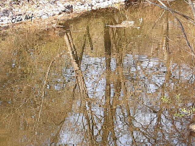 Ab hier spiegeln sich die Bäume im Wasser der Altmühl.