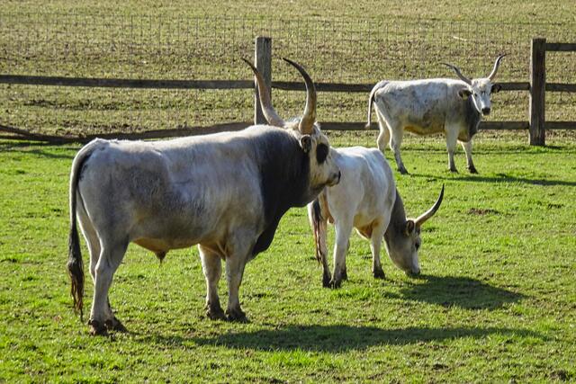 ungarische Steppenrinder im Wildpark Stagerode