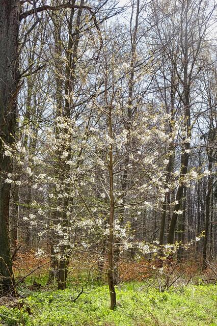 Wildkirsche im Laubwald an der Bärenroute